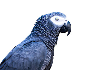 Obraz premium blue and yellow macaw