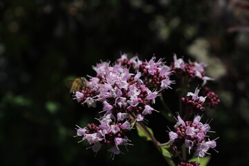 Oregano flower with bee pollinating 