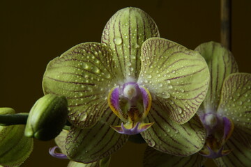 Exotic green orchid flower with patterned petals indoors