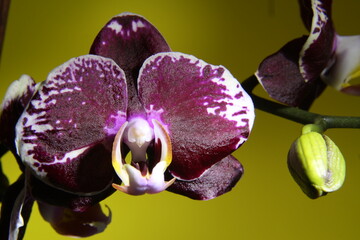 Dark purple orchid flower with white spotted petals
