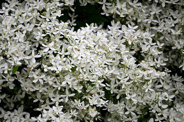 A bush with many small white flowers. white flower background