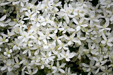 A bush with many small white flowers. white flower background