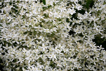 A bush with many small white flowers. white flower background