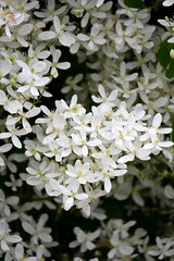 A bush with many small white flowers. white flower background