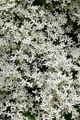 A bush with many small white flowers. white flower background