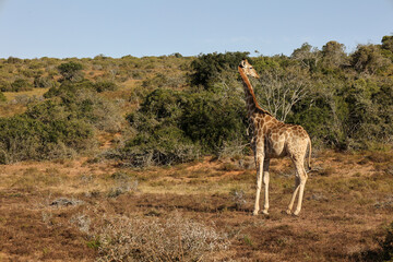 beautiful giraffe standing in the vegetation of Schotia safaris private game reserve