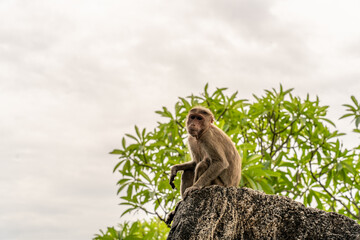 A monkey is sitting on a rock