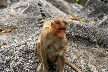 A monkey is sitting on a rock