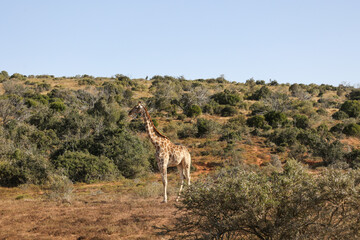 portrait of african giraffe standing in the savannah