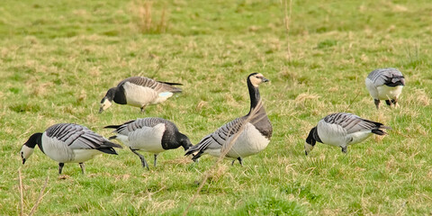 Group of barnacle geese foraging in a meadow in Bourgoyen nature reserve, Ghent, Flanders, Belgium - Branta leucopsis 