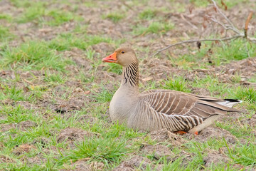 Greylag goose standing in a meadow in Bourgoyen nature reserve, Ghent, Belgium - Anser anser 
