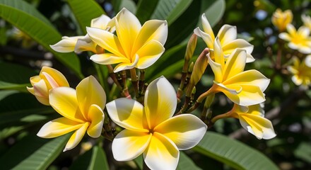 Fototapeta premium Close-up of beautiful yellow and white plumeria flowers with green leaves in the background