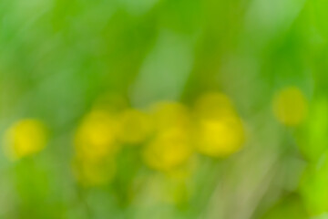 黄緑と黄色の柔らかなボケ背景