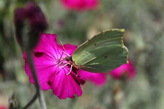 Common Brimstone - Gonepteryx rhamni, beautiful yellow butterfly from European gardens and meadows, Czech Republic. Common Brimstone pollinating Rose campion flower
