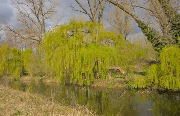 Sunny green weeping willow tree in springtime on the forest edge under dark clouds in Bourgoyen nature reserve, Ghentm Flanders, Belgium 