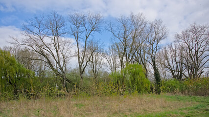 Meadow with fresh green spring trees in Bourgoyen nature reserve, Ghent, Flanders, Belgium
