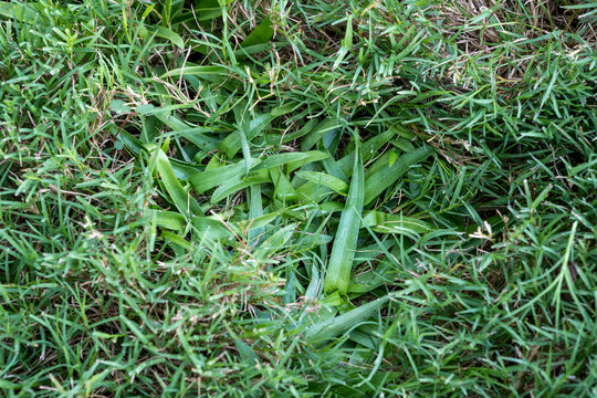Close up of a Patch of Crabgrass Growing in a Bermuda Grass Yard