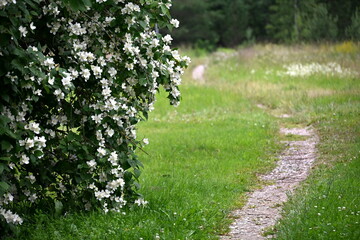 A jasmine bush blooms with large white flowers during the summer