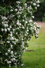 A jasmine bush blooms with large white flowers during the summer