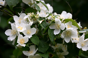 A jasmine bush blooms with large white flowers during the summer