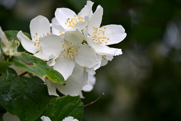 A jasmine bush blooms with large white flowers during the summer
