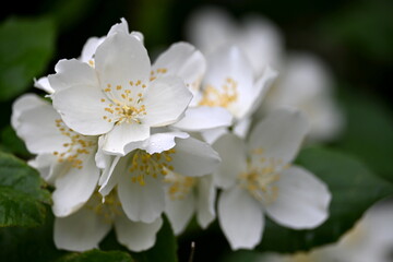 A jasmine bush blooms with large white flowers during the summer