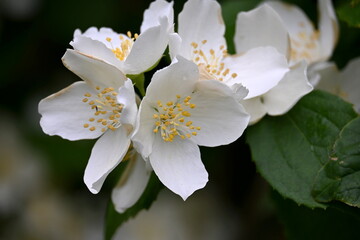 A jasmine bush blooms with large white flowers during the summer