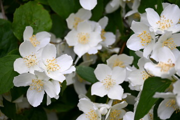 A jasmine bush blooms with large white flowers during the summer