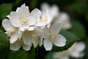 A jasmine bush blooms with large white flowers during the summer