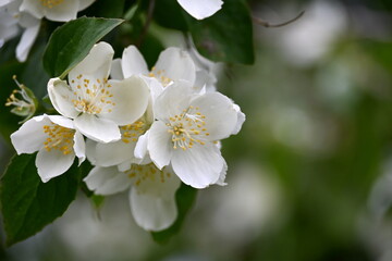 A jasmine bush blooms with large white flowers during the summer