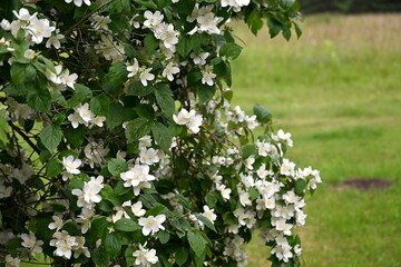 A jasmine bush blooms with large white flowers during the summer