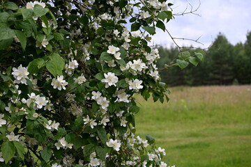 A jasmine bush blooms with large white flowers during the summer