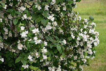 A jasmine bush blooms with large white flowers during the summer