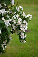 A jasmine bush blooms with large white flowers during the summer