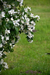 A jasmine bush blooms with large white flowers during the summer