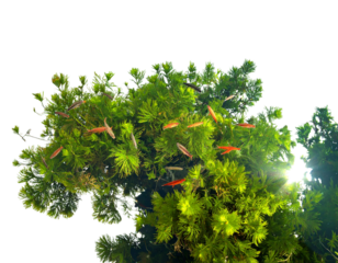 Top-Down View of Fish Swimming Over Underwater Plants, Natural Aquarium Style, Isolated Transparent Background PNG