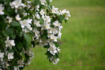 A jasmine bush blooms with large white flowers during the summer