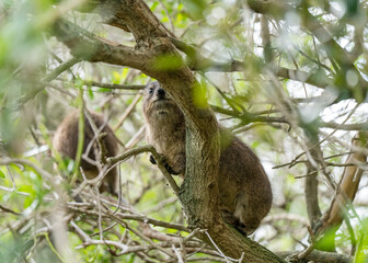 Cape rock hyrax, also called dassie, Cape hyrax, rock rabbit, or coney, couple at Boulders Beach, South Africa 