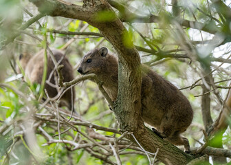 Cape rock hyrax, also called dassie, Cape hyrax, rock rabbit, or coney, couple at Boulders Beach, South Africa 