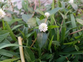 Landscape of Alternanthera caracasana. Small diamond-shaped to round leaves, and small white flowers on inflorescence stalks.