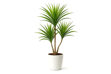 Indoor plant. Dragon tree. Potted plant Dracaena draco isolated on white background