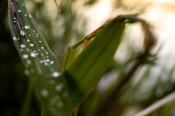 Zbliżenie liścia trawy z kroplami rosy o poranku © lmajewski