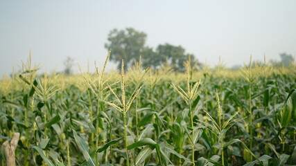 corn field