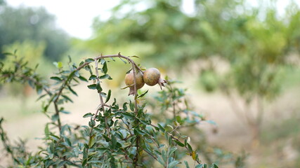 beautiful pomegranate tree