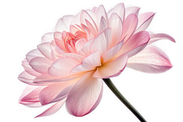 Fototapeta premium Delicate pink and white dahlia flower with layered petals isolated on transparent background