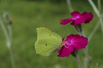 Common Brimstone - Gonepteryx rhamni, beautiful yellow butterfly from European gardens and meadows, Czech Republic. Common Brimstone pollinating Rose campion flower
