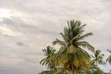 A palm tree is in the foreground of a cloudy sky