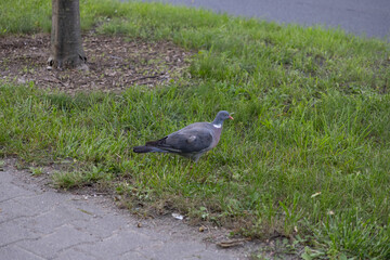 A wild common wood pigeon stands quietly on lush green grass next to a paved path, symbolizing urban resilience and the natural beauty of city coexistence