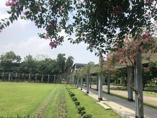 Sunny park pathway lined with trees and green grass under a bright sky