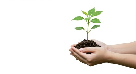 Tender Hands Cradle a Young Plant, Symbolizing Growth and Hope, Isolated.